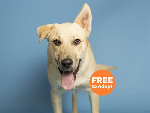 HERMES, an adoptable German Shepherd Dog in Phoenix, AZ