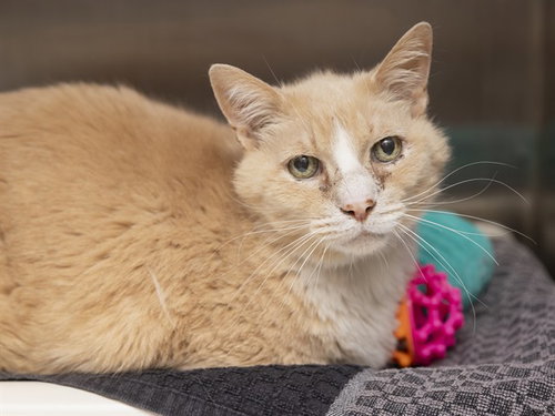 BOIS, an adoptable Domestic Short Hair in Phoenix, AZ