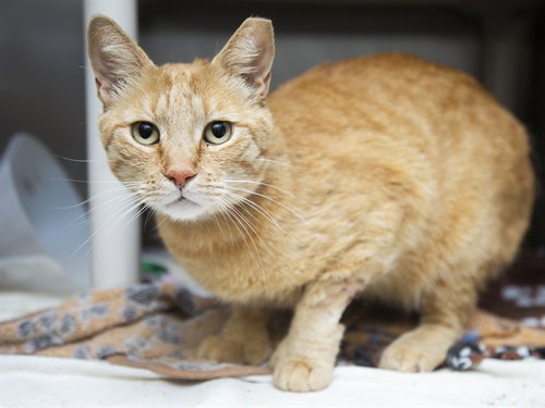SCOOTER, an adoptable Domestic Short Hair in Phoenix, AZ