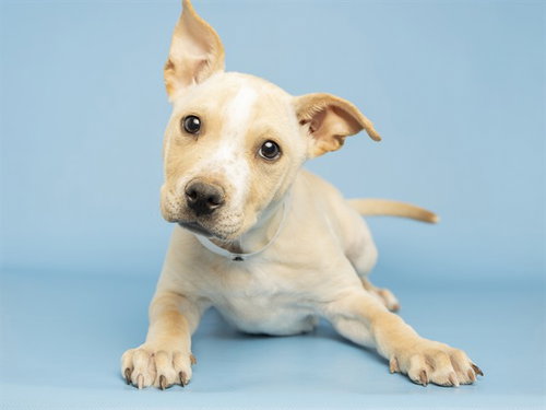 TUBBY, an adoptable Labrador Retriever in Phoenix, AZ