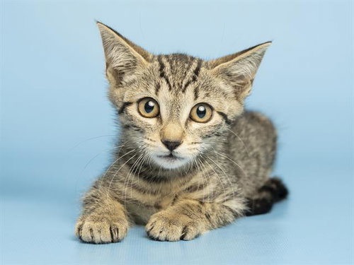 TULIP, Baby Domestic Short Hair (medium coat), cat for adoption in Buckeye, Arizona