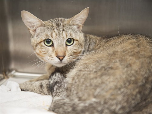 NIMBUS, Adult Domestic Short Hair (medium coat), cat for adoption in Buckeye, Arizona