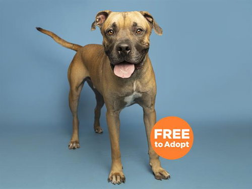 BEANS, an adoptable Cane Corso Mastiff in Phoenix, AZ