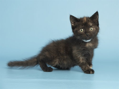 MOE, Baby Domestic Short Hair (medium coat), cat for adoption in Mesa, Arizona
