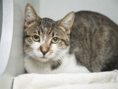 PABLO, Adult Domestic Short Hair (medium coat), cat for adoption in Mesa, Arizona