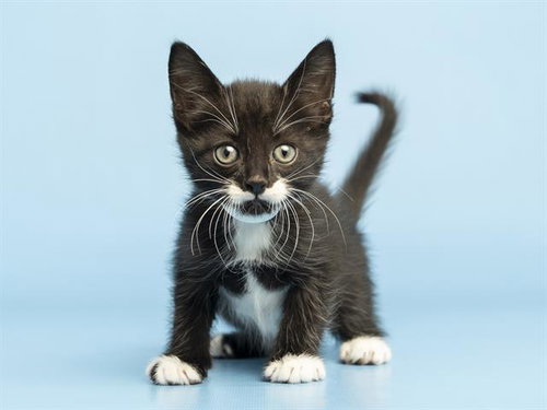 STACHE