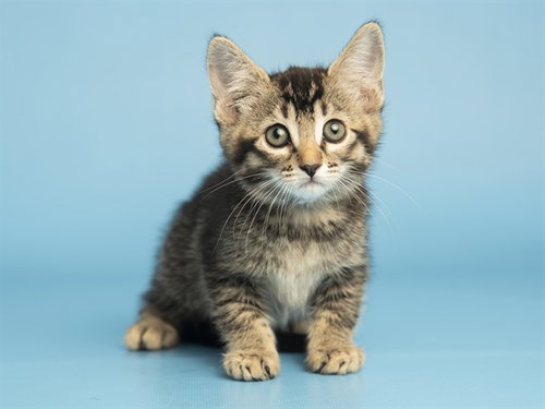 MEOWATRON