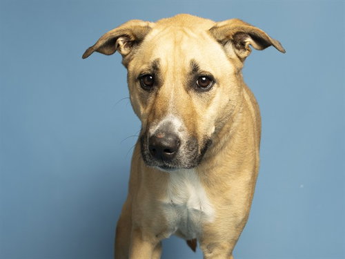 NOVA