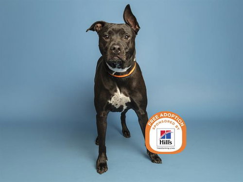ROGER, an adoptable Labrador Retriever in Phoenix, AZ