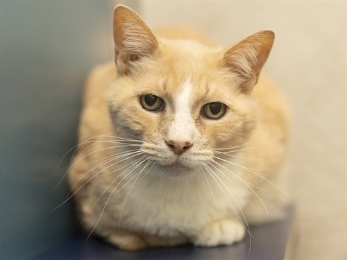 BOIS, Senior Domestic Short Hair (medium coat), cat for adoption in Apache Junction, Arizona