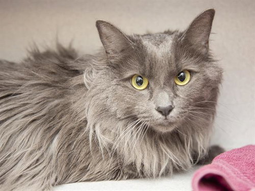 MILLIE, Adult Domestic Medium Hair (medium coat), cat for adoption in Apache Junction, Arizona