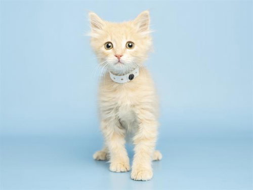 PRINCESS LEIA, Baby Domestic Medium Hair (medium coat), cat for adoption in Apache Junction, Arizona