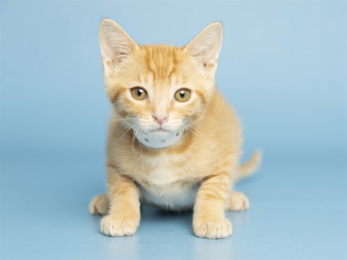 HANSEL, Baby Domestic Short Hair (medium coat), cat for adoption in Apache Junction, Arizona