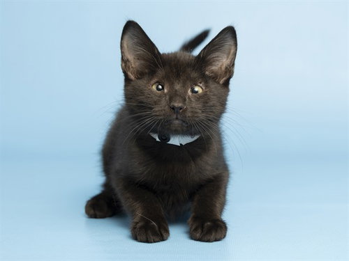 EMBER, Baby Domestic Short Hair (medium coat), cat for adoption in Apache Junction, Arizona