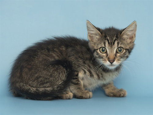 LIBBY, Baby Domestic Short Hair (short coat), cat for adoption in Apache Junction, Arizona
