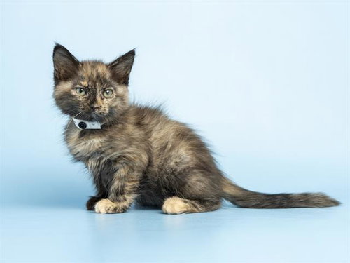 WILLOW, Baby Domestic Medium Hair (medium coat), cat for adoption in Apache Junction, Arizona