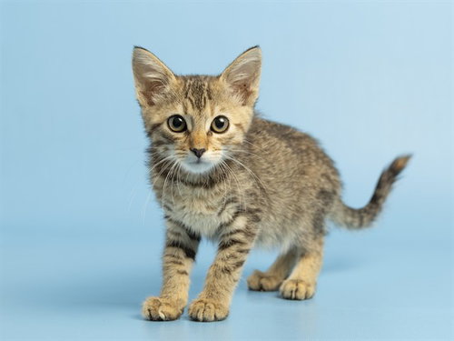 BROWNIE, Baby Domestic Short Hair (medium coat), cat for adoption in Apache Junction, Arizona
