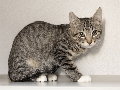 PAULY, Baby Domestic Short Hair (medium coat), cat for adoption in Apache Junction, Arizona