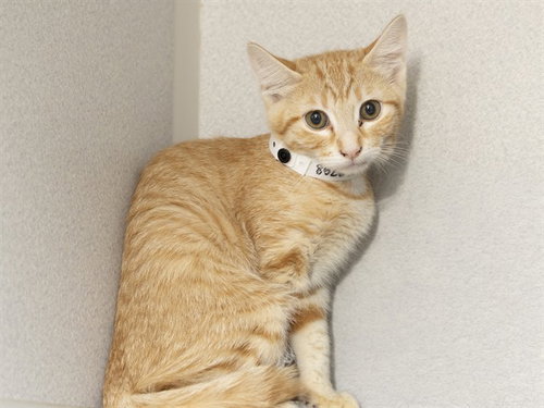 CATERINA, Baby Domestic Short Hair (medium coat), cat for adoption in Apache Junction, Arizona