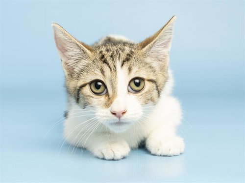 ALANE, Baby Domestic Short Hair (medium coat), cat for adoption in Apache Junction, Arizona