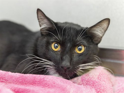 PHAROAH, Young Domestic Short Hair (medium coat), cat for adoption in Apache Junction, Arizona