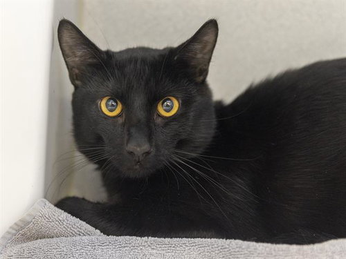 MISTER NICE, Young Domestic Short Hair (medium coat), cat for adoption in Apache Junction, Arizona