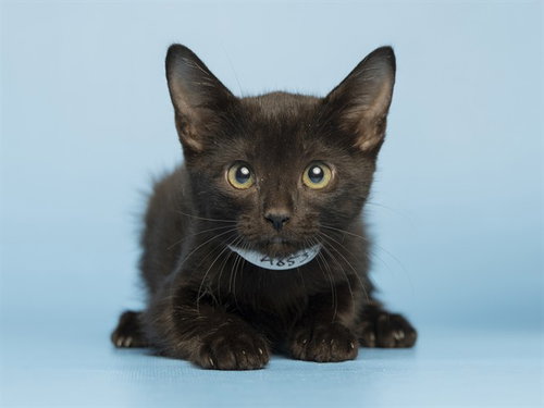 MAGIC, Baby Domestic Medium Hair (medium coat), cat for adoption in Apache Junction, Arizona