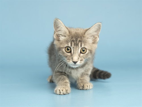 LADY, Baby Domestic Short Hair (medium coat), cat for adoption in Apache Junction, Arizona