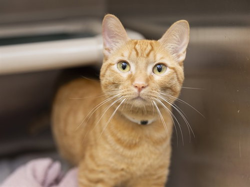 BRUCE, Adult Domestic Short Hair (medium coat), cat for adoption in Apache Junction, Arizona