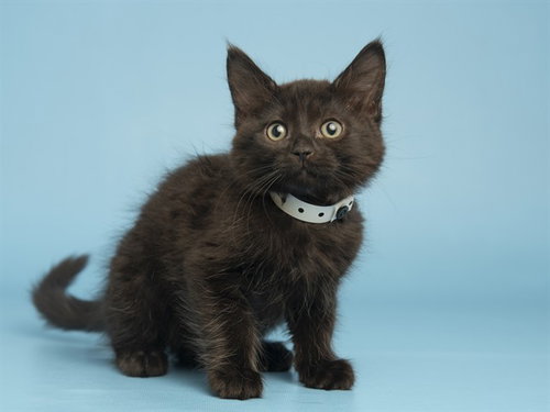 MOOSE, Baby Domestic Medium Hair (medium coat), cat for adoption in Tempe, Arizona