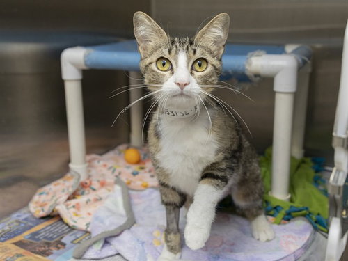BISCUIT, Adult Domestic Short Hair (medium coat), cat for adoption in Tempe, Arizona