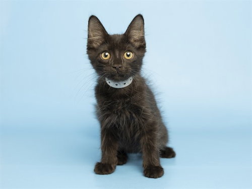 JAKE, Baby Domestic Short Hair (medium coat), cat for adoption in Tempe, Arizona