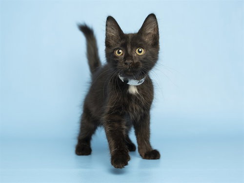 MATTHEW, Baby Domestic Medium Hair (medium coat), cat for adoption in Tempe, Arizona