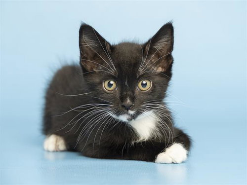 TUX, Baby Domestic Short Hair (medium coat), cat for adoption in Tempe, Arizona