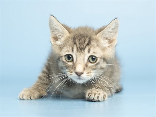 FOGGY, Baby Domestic Short Hair (medium coat), cat for adoption in Tempe, Arizona