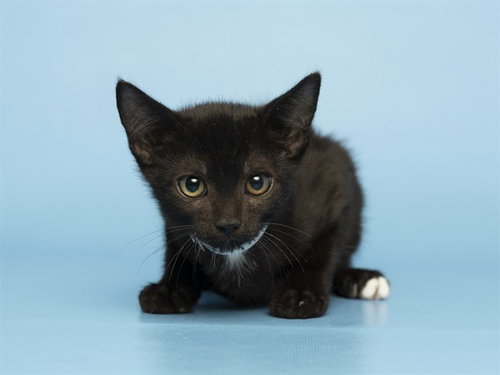 HENRY, Baby Domestic Short Hair (medium coat), cat for adoption in Tempe, Arizona