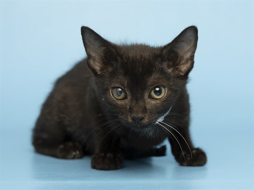 NUGGIE, Baby Domestic Short Hair (medium coat), cat for adoption in Tempe, Arizona