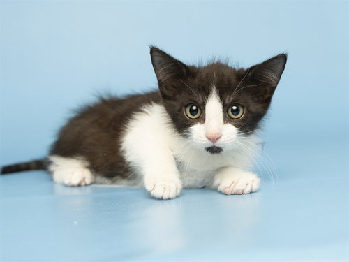 MILO, Baby Domestic Short Hair (medium coat), cat for adoption in Tempe, Arizona
