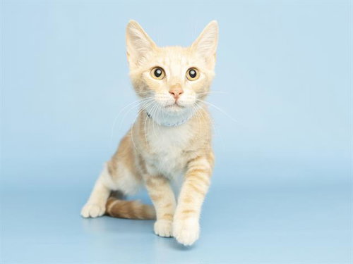CHEESY MICHAEL, Baby Domestic Short Hair (medium coat), cat for adoption in Tempe, Arizona