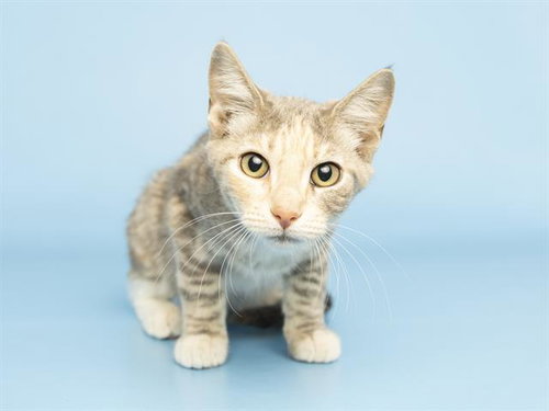 LAYLA, Baby Domestic Short Hair (medium coat), cat for adoption in Tempe, Arizona