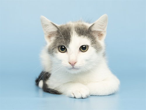 LUKA, Baby Domestic Short Hair (medium coat), cat for adoption in Tempe, Arizona
