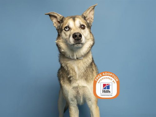 GUNNER, an adoptable Siberian Husky in Phoenix, AZ