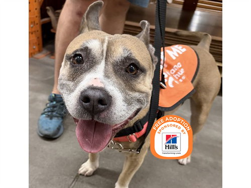 MAJOR, an adoptable English Bulldog in Phoenix, AZ