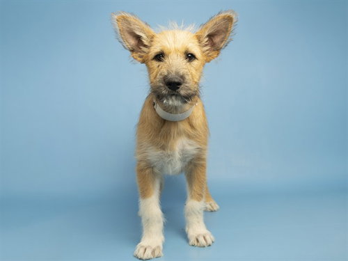 PACCO, an adoptable Dutch Shepherd in Phoenix, AZ