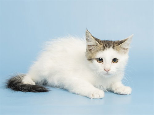 PARKER, an adoptable Domestic Short Hair in Phoenix, AZ