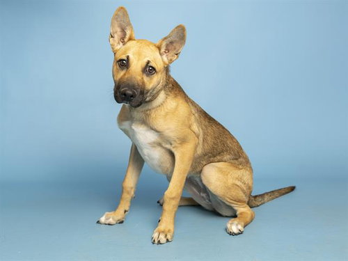 IVY, an adoptable German Shepherd Dog in Phoenix, AZ