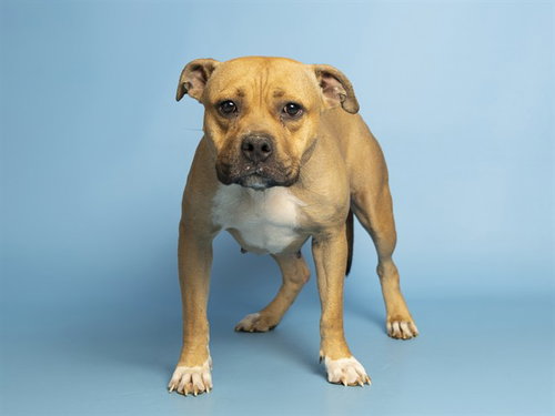 APPLE SAUCE, an adoptable American Pit Bull Terrier in Phoenix, AZ
