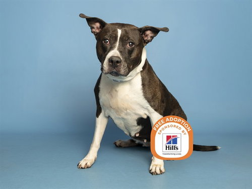 ATHENA HALE, an adoptable American Pit Bull Terrier in Phoenix, AZ