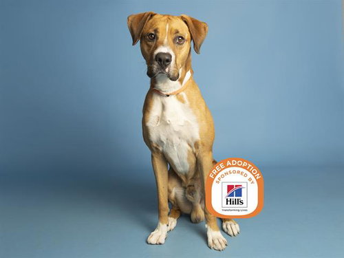 DUKE, an adoptable American Pit Bull Terrier in Phoenix, AZ