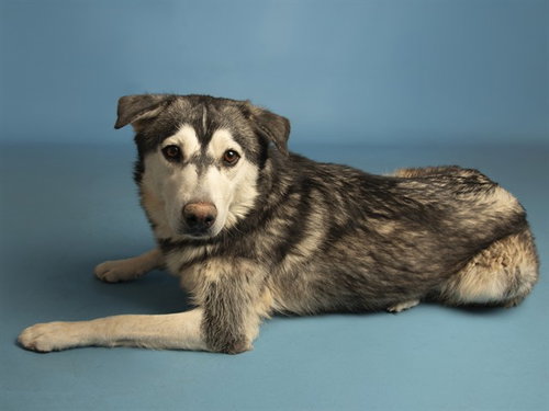 MALLIE, an adoptable Husky in Phoenix, AZ